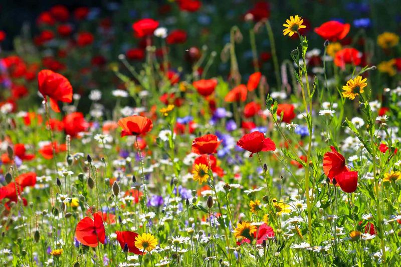 Best Methods For Planting Wildflowers