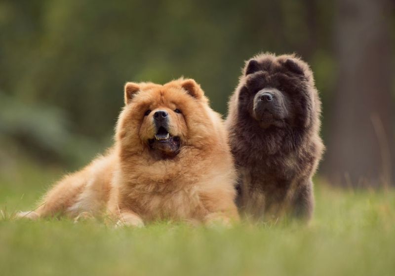 Chow Chow