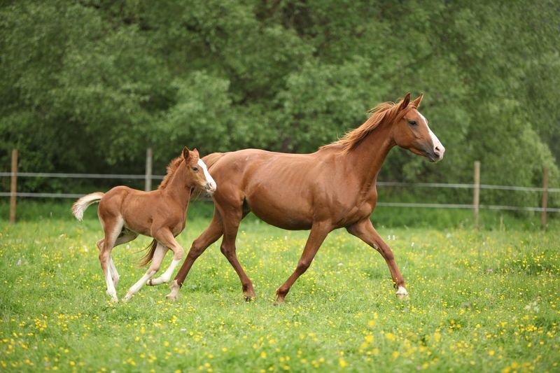 Unusual Interest In Young Foals
