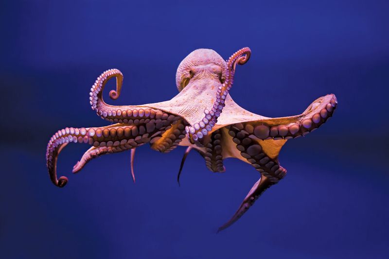 Consciousness-Sharing Octopuses