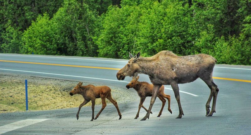 Assuming Roadside Moose Are Accustomed To People