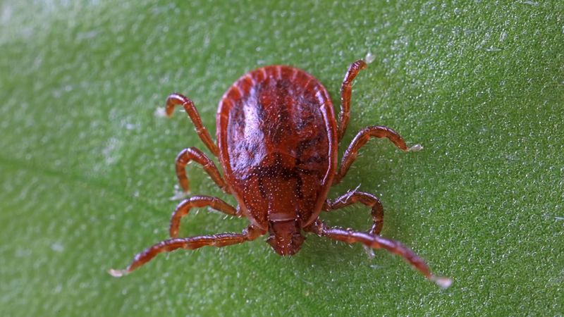 Top Invasive Insects Threatening U.S. Crops