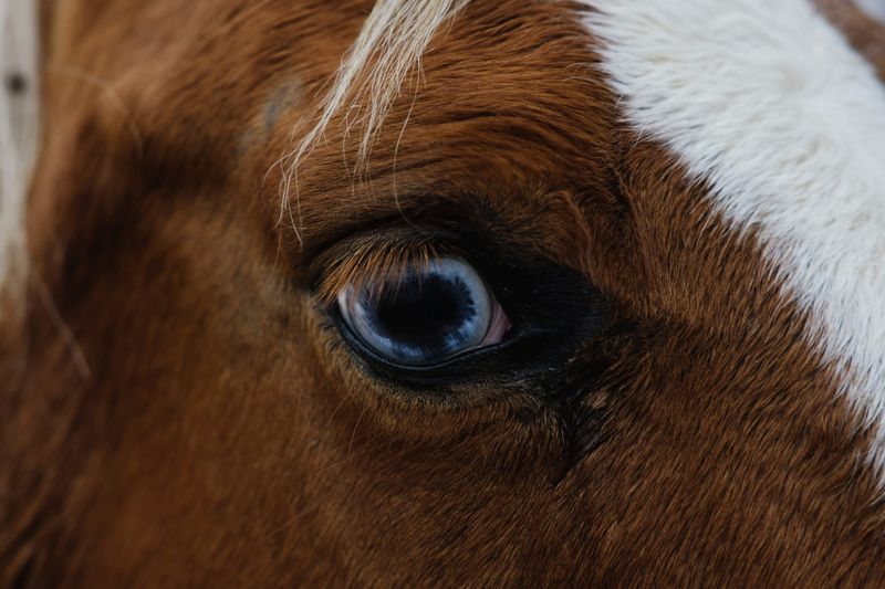 Blind Or Visually Impaired Equines