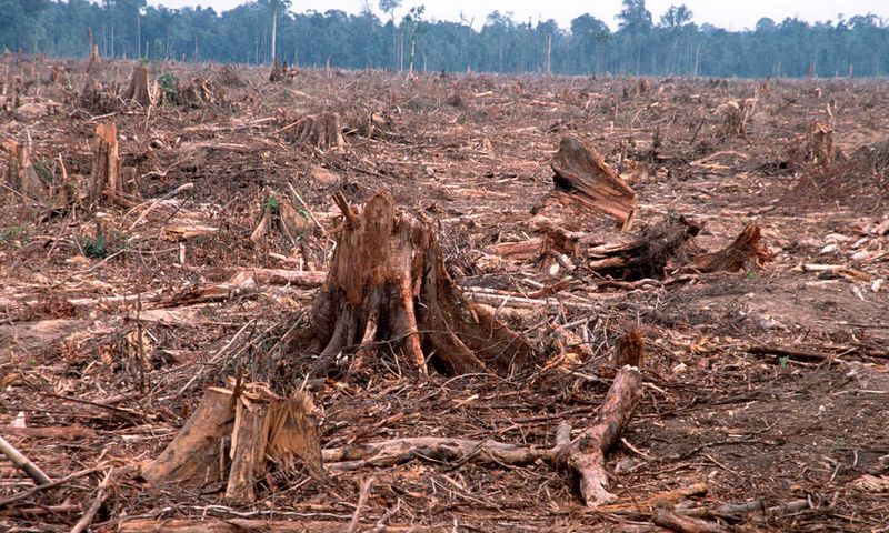 Vegetation Destruction