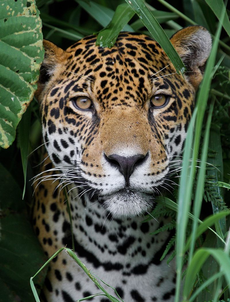 Predator-Friendly Ranching
