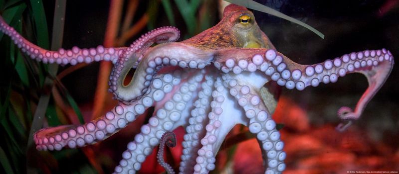 Octopuses Get Moody