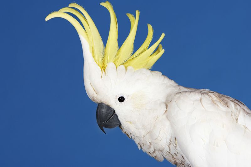 Dancing Rhythm Kings: Cockatoos