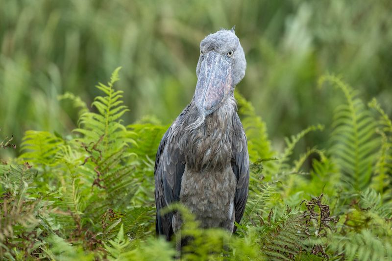 Shoebill (Uganda)