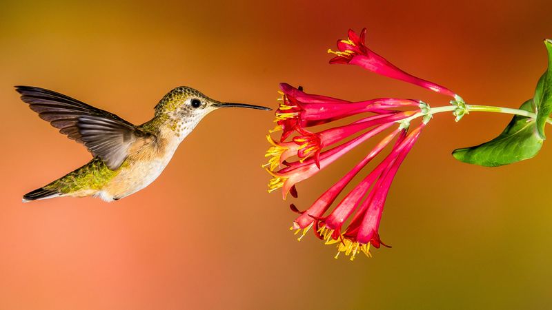 Saving Plants Through Nectar Robbing Prevention