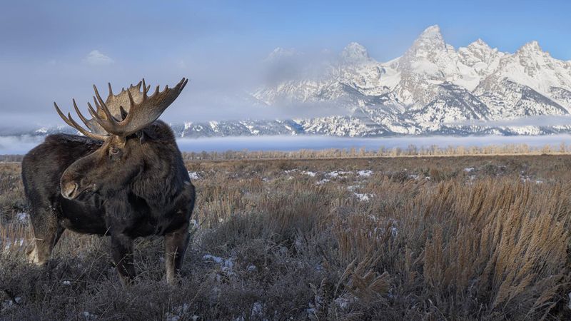 Moose – Gentle Giants Of The Mountains