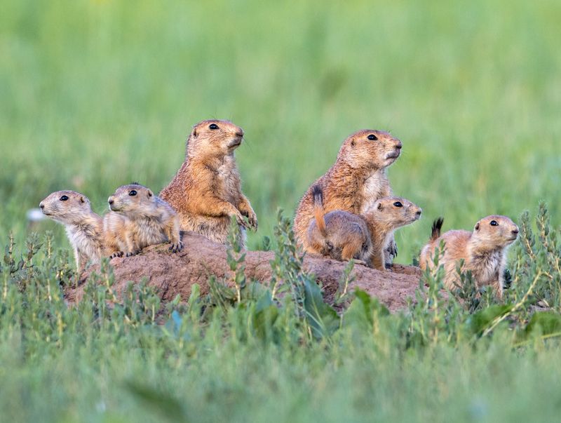 Prairie Dogs: Underground Architects