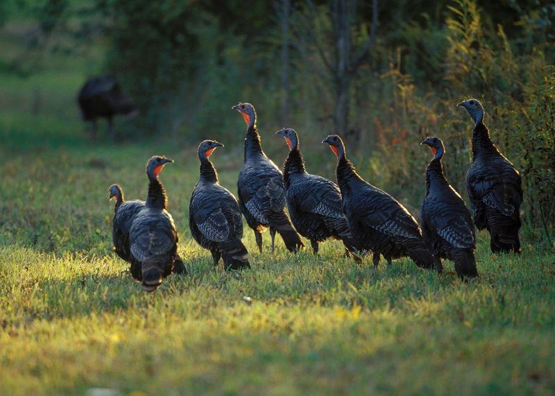Wild Turkeys Roosting In Church Rafters