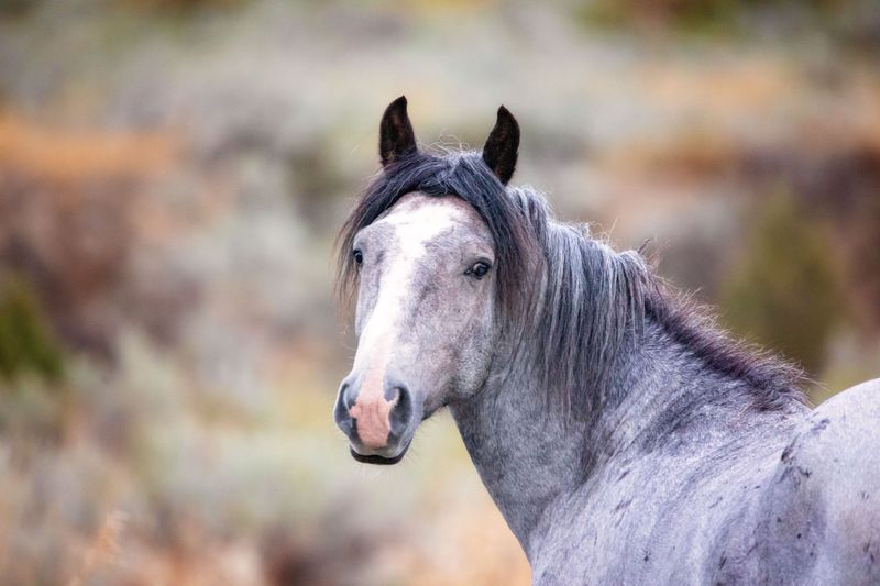 Wild Horses