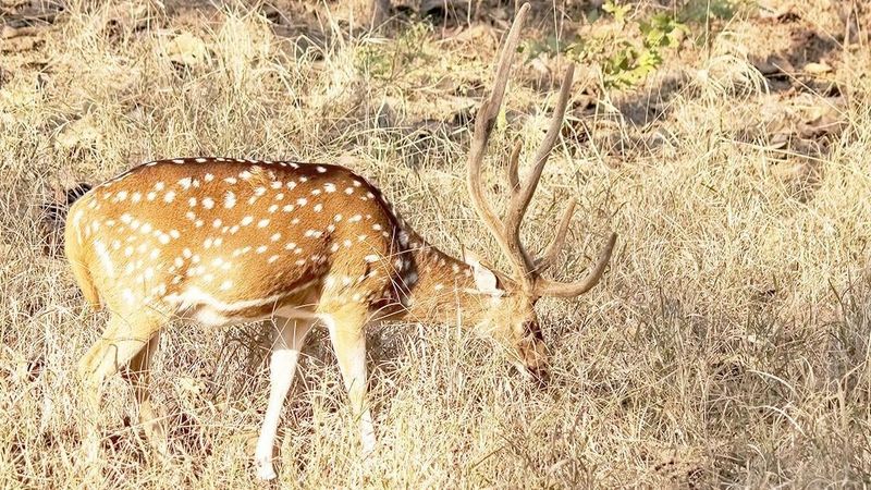 Hunting Regulation Challenges