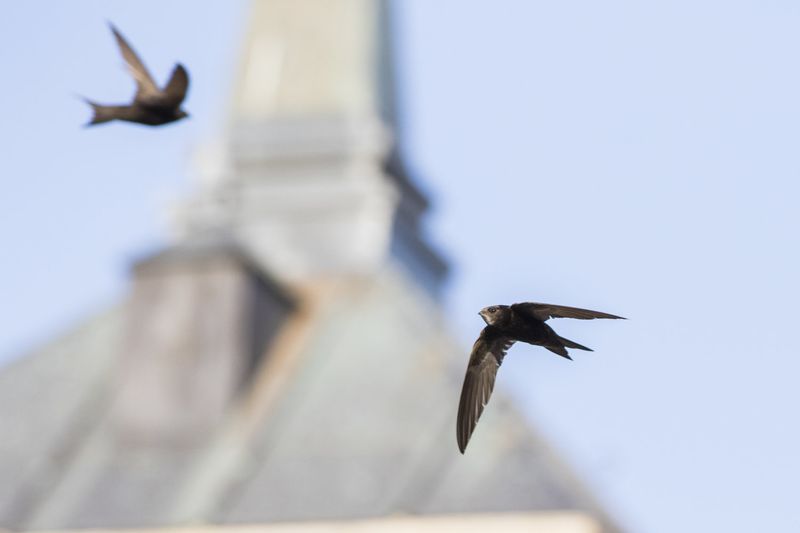 Play Swift Calls To Attract Newcomers
