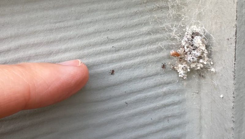 Watch For Egg Sacs In Fall And Winter