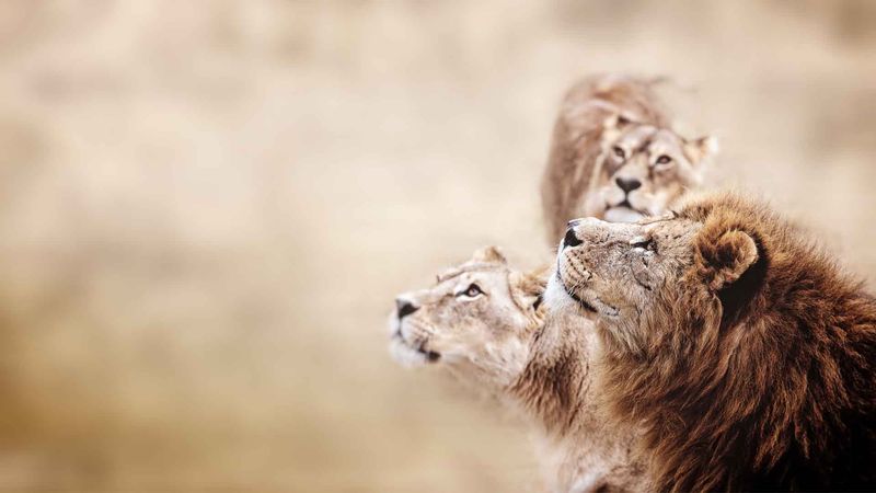 Community-Based Conservation Is Proving Effective