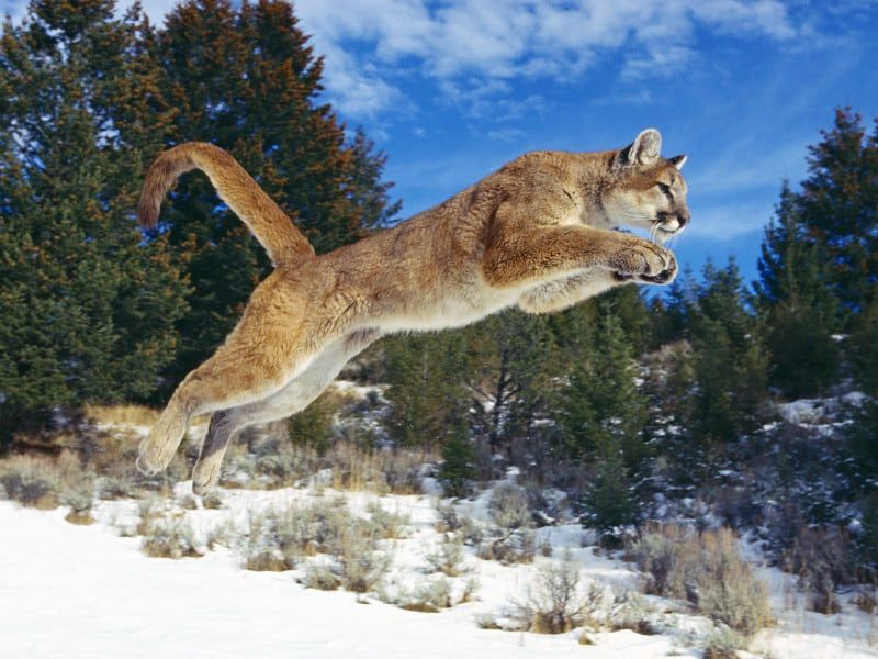Exceptional Physical Capabilities