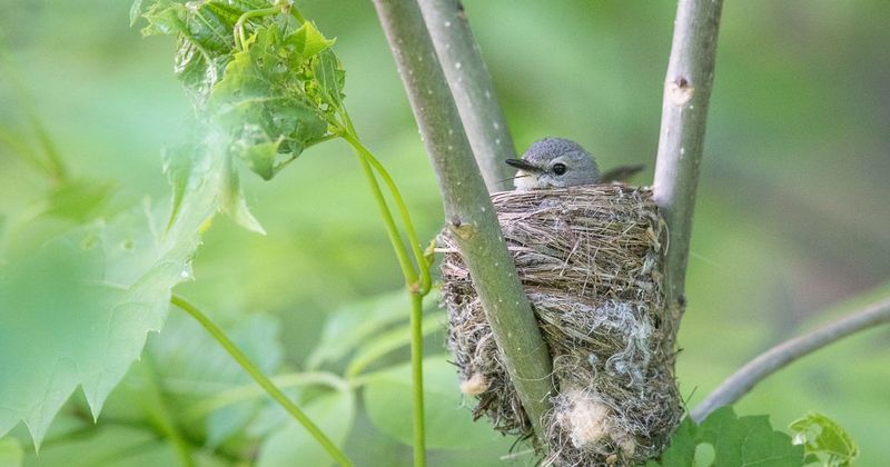 Avoiding Stress For Parent Birds