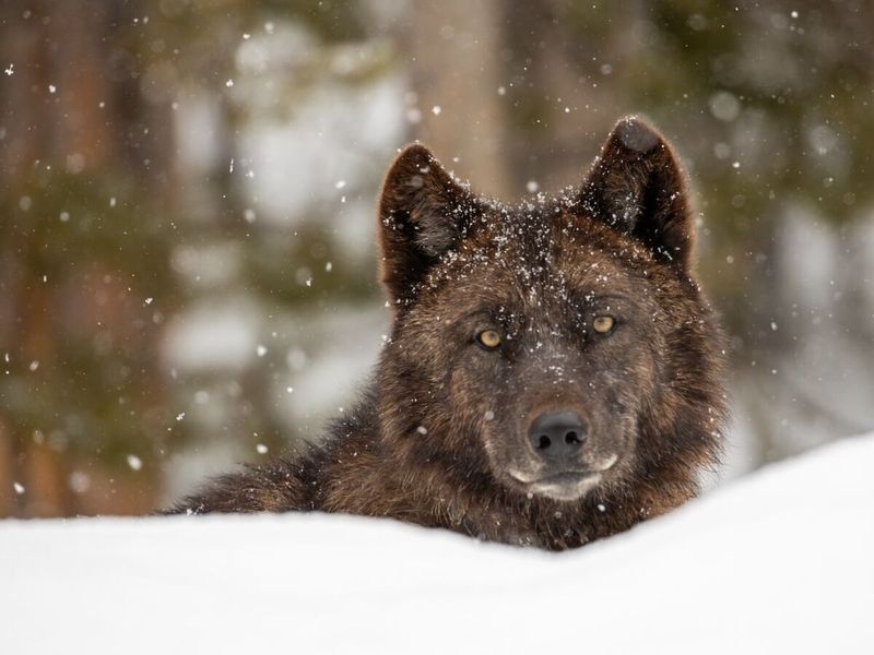 Future Of Wolves In The U.S.