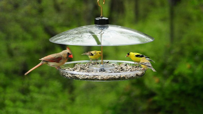 Perch Comfort
