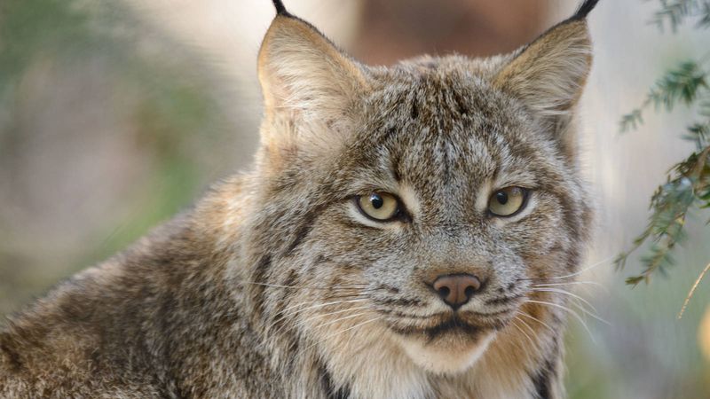 Habitat Loss Accelerates Under New Policies