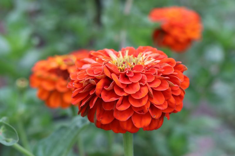 Oriole-Friendly Landscaping: Color Psychology