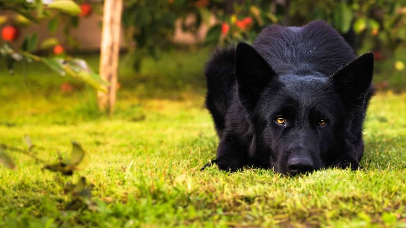 Howling Tendencies