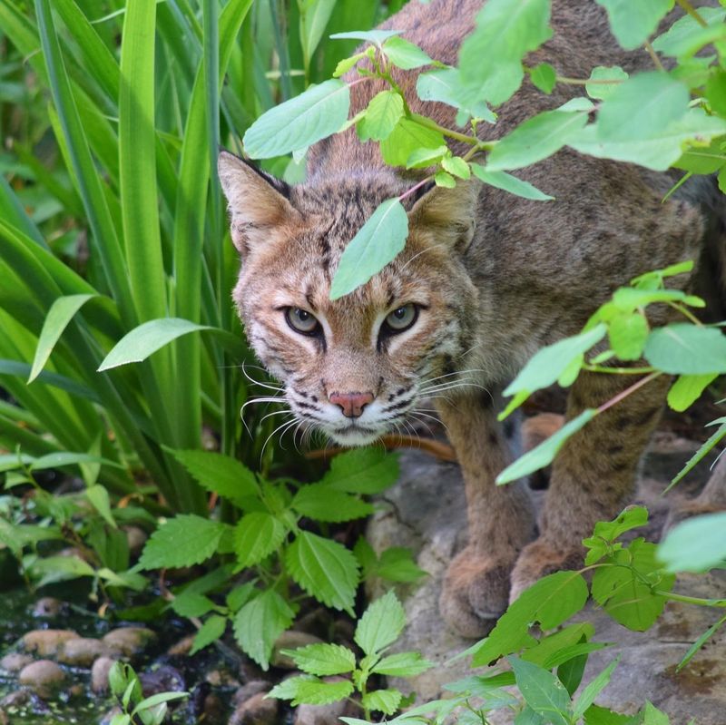 Non-Human Persons: Big Cats As Spiritual Equals