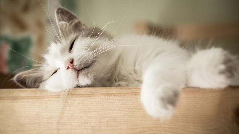 Use Calming Pheromone Diffusers