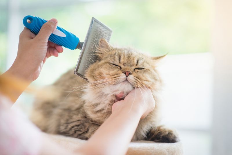 Establish A Grooming Routine