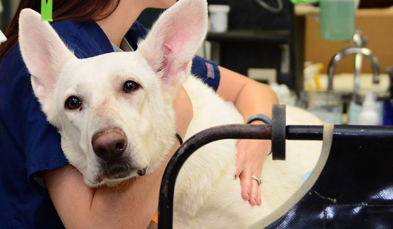 Regular Vet Checkups And Pain Management