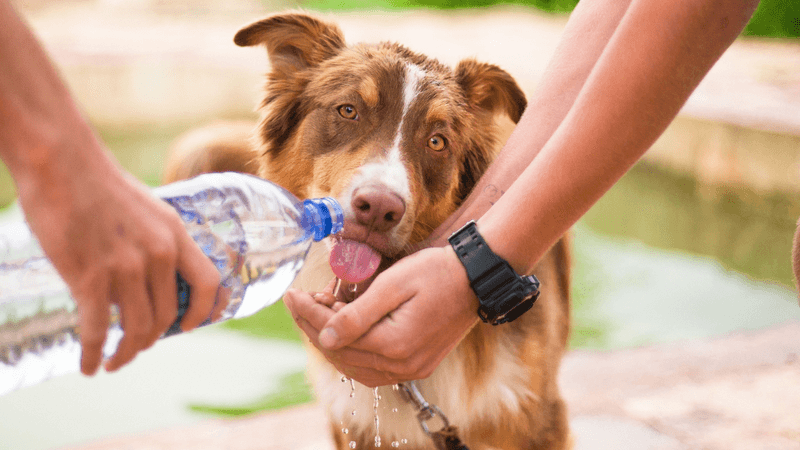 Organize Neighborhood Watch Groups