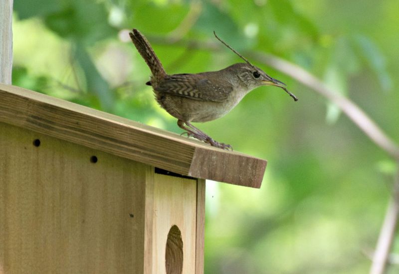 Monitor Nest Boxes Responsibly