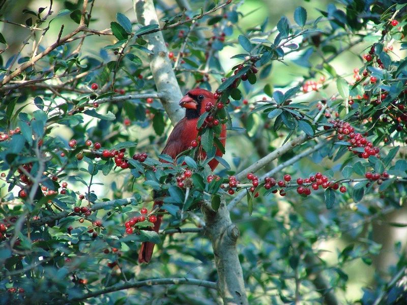 Sprinkle Ground Feed Under Trees