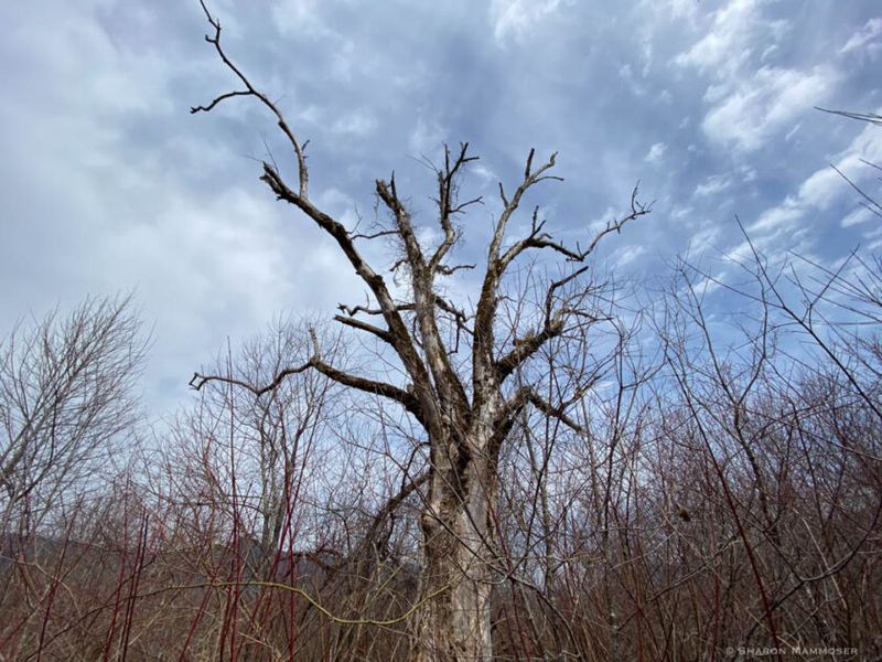 Properly Maintaining Hollow Trees