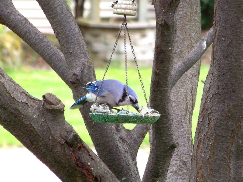 Keep Feeders At A Distance