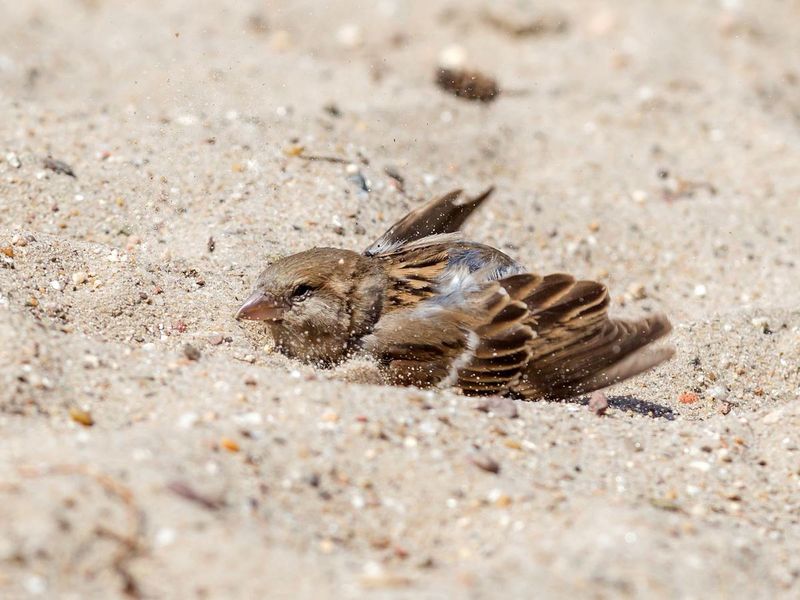 Create Dust Bathing Spots