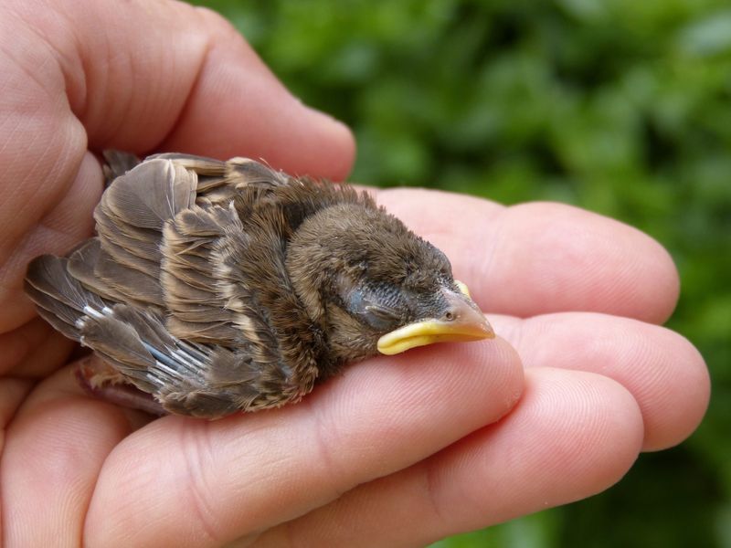 Support Wildlife Rehabilitation