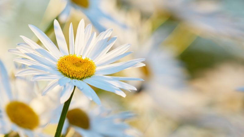 Choose Single Flowers Over Doubles