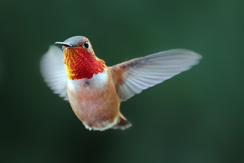 Observe Their Hovering Style