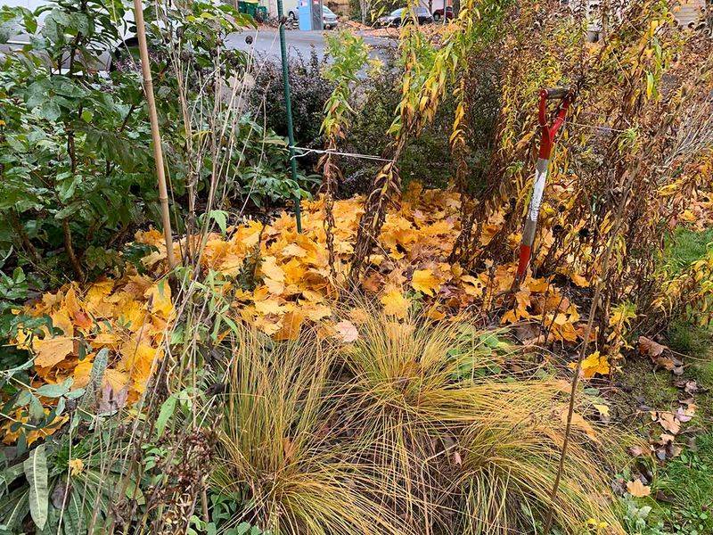 Avoid Fall Garden Cleanup