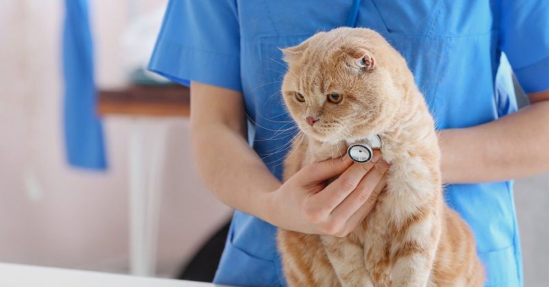 Consult Your Veterinarian