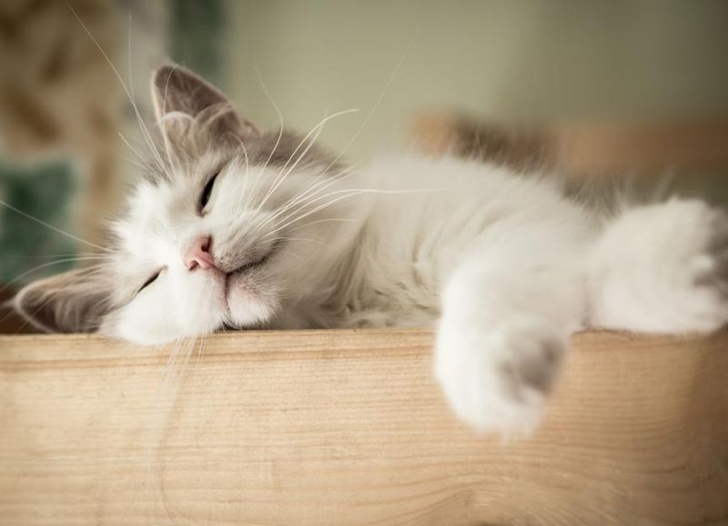 Consider Natural Calming Supplements
