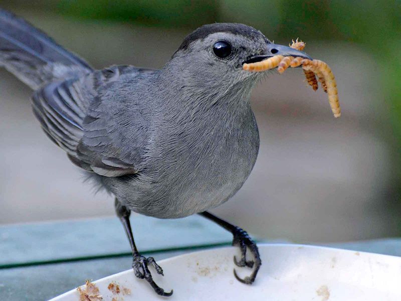 Practice Seasonal Feeding Strategies