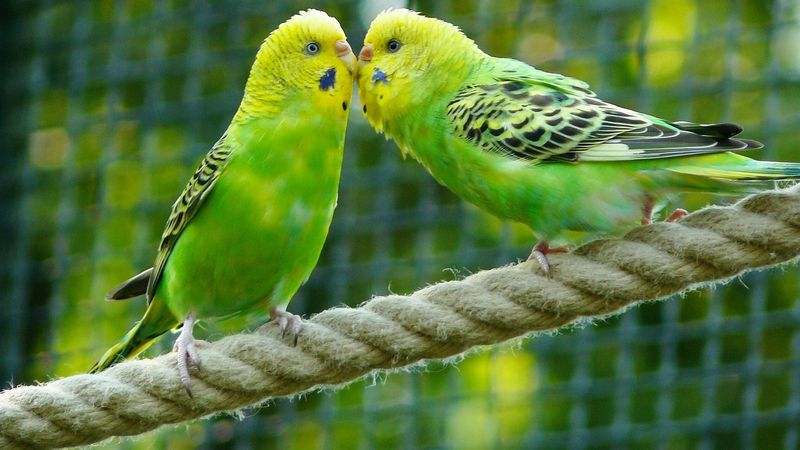 Lowers Stress Hormones