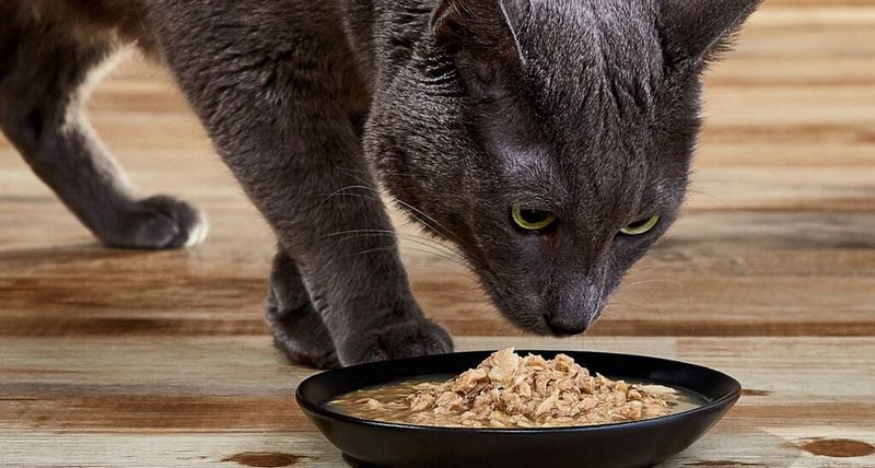 Feeding An Improper Diet