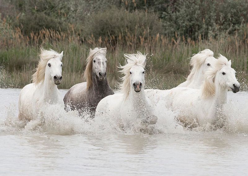 Camargue's White Ghosts