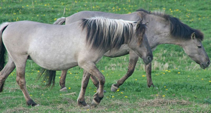 Tarpan: The Ghost Horse