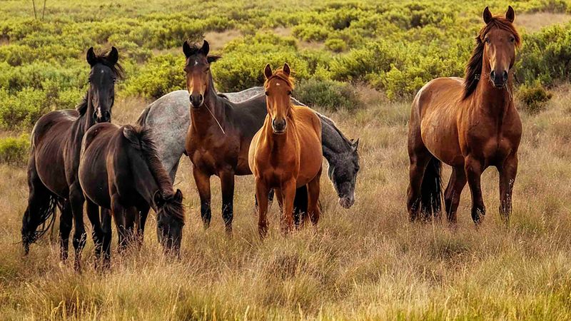Feral Horses (Brumbies)